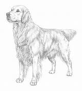 Retriever Kleurplaat Standart Skk Coloringhome Länkar Förstora Bilden Pixel sketch template