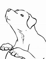 Coloring Pages Labrador Lab Puppy Yellow Retriever Drawing Chocolate Pointer Dog Printable Shorthaired German Kids Color Getcolorings Handipoints Cute Getdrawings sketch template