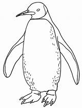 Pinguim sketch template