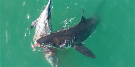 drone captures great white sharks feeding  dead dolphin