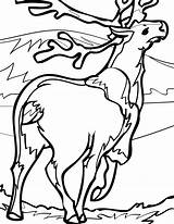 Coloring Caribou Tundra Pages Coloriage Jayhawk Color Drawing Getdrawings Jayhawks Animal Animals sketch template