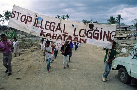 demonstrations  illegal logging  deforestation  flash