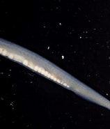 Afbeeldingsresultaten voor lancetvisje Reproductie. Grootte: 158 x 185. Bron: www.nioz.nl