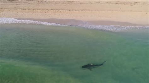 drone footage captures tiger shark aproaching swimmers youtube