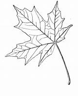 Maple Leaf Coloring Sugar Drawing Pages Leaves Template Japanese Blatt Printable Tattoo Ahornblatt Online Patterns Getdrawings Gif Popular Stencil Besuchen sketch template