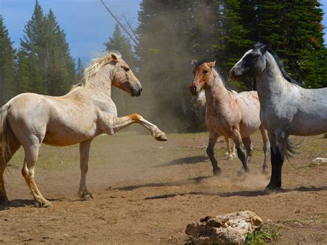 wild horses endangered  invasive    agri pulse agri pulse communications
