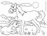 Coloring Animals Pages Baby Colouring Printable Book Horse Color Print sketch template