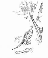 Pheasant Buku Minggu Bermain Mewarna Kebun Mewarnai sketch template