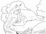 Bobcat Coloring Pages Getcolorings Color Getdrawings sketch template