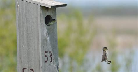 smith nest boxes provide boost  wood ducks