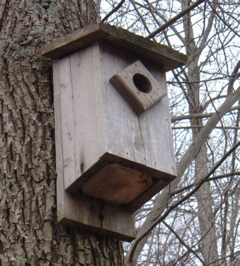 build  bluebird house nest box plans feltmagnet