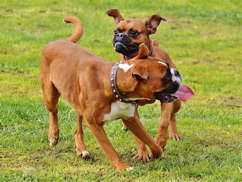 great medium sized family dogs dogs love