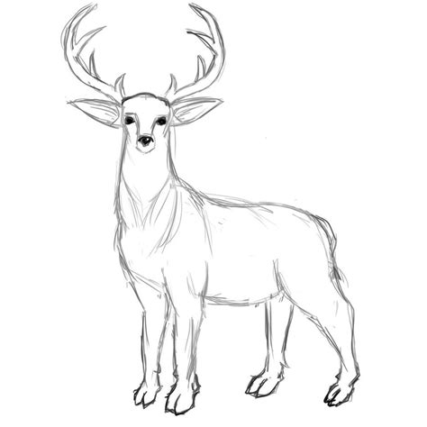 simple deer drawing  getdrawings