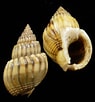 Afbeeldingsresultaten voor "stenopleustes Nodifer". Grootte: 95 x 102. Bron: www.bagniliggia.it