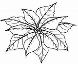 Poinsettia Coloring Pages Flower Leaves Christmas National Outline Color Clipart Colouring Template Colorluna Trinidad Chaconia Printable Print Couple Para Colorear sketch template