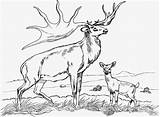 Caribou Coloring sketch template