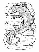 Hagedis Lagarto Lizard Kleurplaat Jaszczurki Rysunek Gecko Strony Kolorowania Eidechse Supervisar Vektoren sketch template