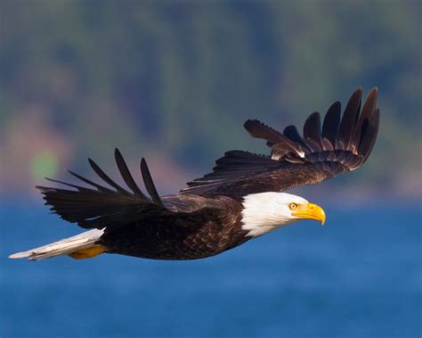 rjd photography birds  flight birds flying bald eagle