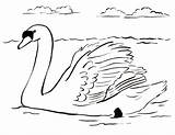 Swan Coloring Pages Drawing Colouring Color Printable Swans Drawings Kids Animals Dot Samanthasbell Getdrawings Reference sketch template
