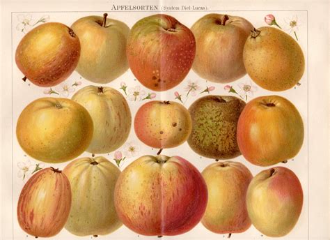 historical apple varieties antique print apfelsorten etsy