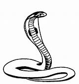 Cobra Designlooter Snakes Clipartmag Kingsnake Reptiles Cobras Spitting sketch template