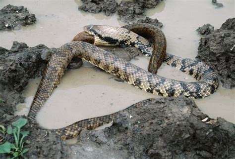 false water cobra facts  pictures