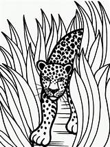 Jaguar Coloring Pages Rainforest Animal Color Grass Printable Jaguars Animals Drawing Drawings Tall Jacksonville Crafts Car Head Baby Use Kids sketch template