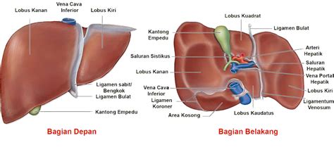 organ  sistem ekskresi  manusia  fungsinya  gambar
