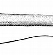Afbeeldingsresultaten voor "leptostomias Gladiator". Grootte: 178 x 82. Bron: azoresbioportal.uac.pt