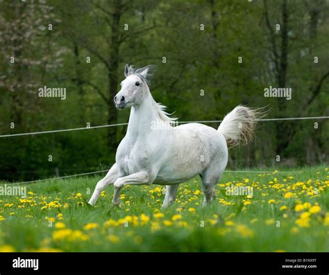 horse full gallop  res stock photography  images alamy