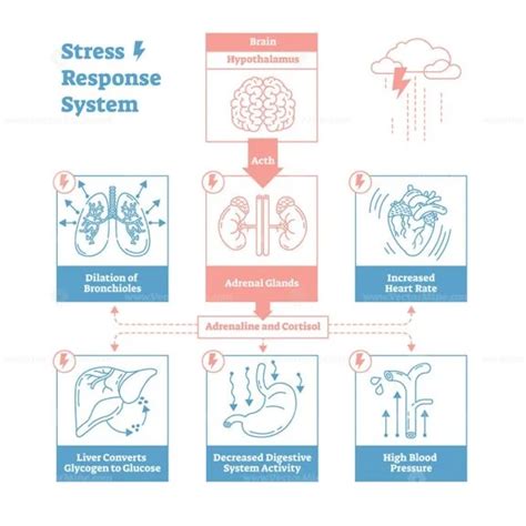 stress response biological system vector illustration diagram