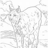 Lynx Coloring Pages Kitten Adults Coloringbay Archaicawful Color Printable Getdrawings Getcolorings sketch template