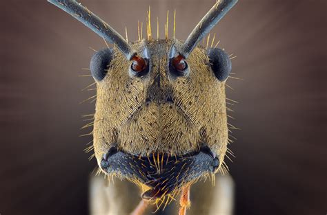 Face Your Fears Extreme Creepy Crawly Close Ups – In Pictures