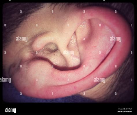 clean pink ear stock photo alamy