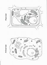 Worksheets Cell Coloring ªà Desalas sketch template