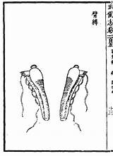Bi Fu Ming Chinese Zhi Wu Bei Pair sketch template