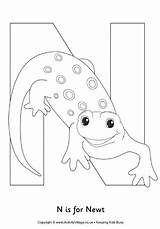 Newt Colouring Pages Words Activity Animal Alphabet Village Explore sketch template