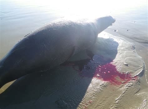 Sea Lion Shot In Venice Warning Graphic Photos 5 000