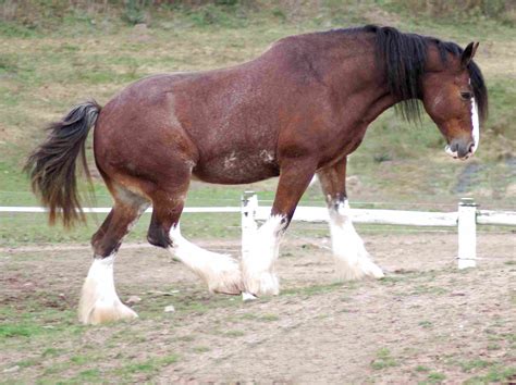 clydesdale horse  sale  uk   clydesdale horses