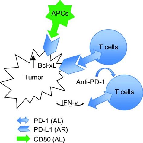 Pd L1 Acts As An Ar On Tumor Cells Anti Pd 1 Could Block Pd 1 Pd L1
