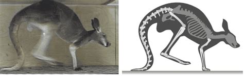Kangaroo Tail A Third Leg That Gives Speed Not Just Balance Says
