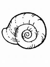 Snail Mollusks Seashell Shells Clam Aquatic Clipartmag Bodied Shellfish sketch template