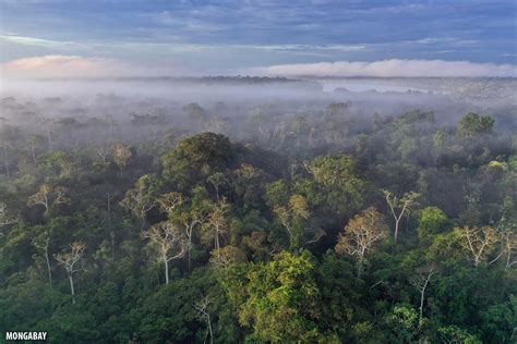 pandemic impacted rainforests    year  review