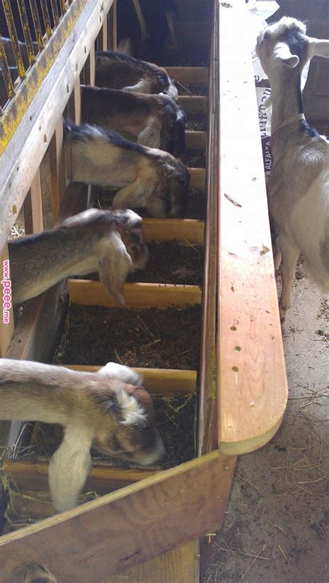 nice design   persons homemade goat feeder  dividers spacing   goats