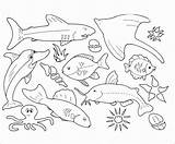 Coloring Animals Pages Ocean Aquatic Coloringbay sketch template