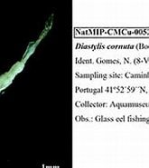 Afbeeldingsresultaten voor Diastylis cornuta. Grootte: 165 x 131. Bron: pt.pecriominho.org