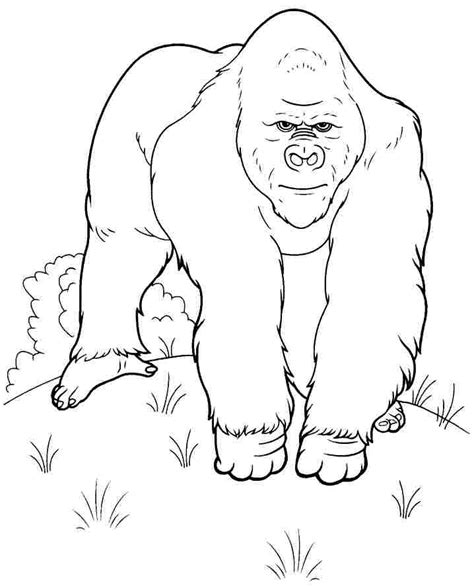 gorilla coloring pages printable printable word searches