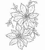 Line Flower Poinsettia Christmas Coloring Kids Domain Public sketch template