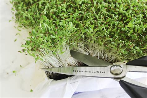 southern mom loves   grow alfalfa sprouts   kitchen