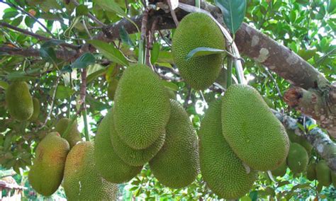 durian tree divisive  unusually fashionable  pro garden